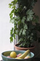 Cissus rhombifolia 'Ellen Danica' with fruit bowl