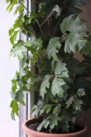 Cissus rhombifolia 'Ellen Danica'