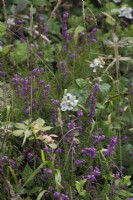 Mixed heathland flora with Rubus and Erica cinerea, Devon, UK