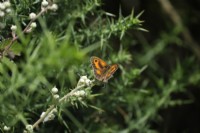 Freshly emerged Gatekeeper butterfly - Pyronia tithonus