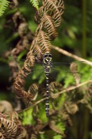 golden-ringed dragonfly - Cordulegaster boltonii resting on Bracken