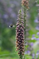 Digitalis parviflora with nectaring Buff-tailed Bumblebee - Bombus terrestris
