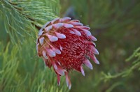 Protea aristata - Pine Sugar Bush