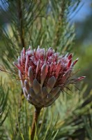 Protea aristata - Pine Sugar Bush