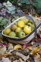 A trug filled with fruit picked in autumn from Chaenomeles speciosa and 'Ernst Finken'.