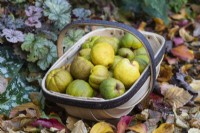 A trug filled with fruit picked in autumn from Chaenomeles speciosa and 'Ernst Finken'.