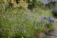 Scabiosa ochroleuca combined with Agapanthus, Echinacea and Stipa gigantea to give a relaxed wildflower meadow feel