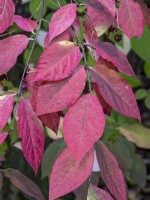 Euonymus oxyphyllus foliage in early October
