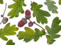 Quercus robur - Acorns and leaves October