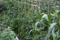 Tomato crop - Solanum lycopersicum supported by bamboo cane structure and interplanted with Tagetes to control and inhibit whitefly - Trialeurodes vaporariorum
