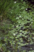 Ranunculus peltatus - Pond Water Crowfoot on Dartmoor, UK