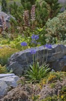Rock garden with Agapanthus, Acanthus and evergreen shrubs