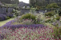 Bee friendly walled garden with rows of Lavender 'Ashdown Forest' and Lychnis coronaria, Rose Campion, Ammi majus and foxgove seed heads in mid summer
