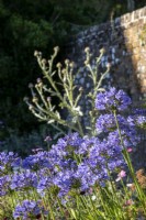 Agapanthus sp. in sheltered border with brick wall behind