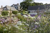 Bee friendly garden with  Ammi majus, Knautia arvensis, Scabious, and foxgove seed heads in mid summer