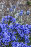 Agapanthus sp. with Globe Thistle behind