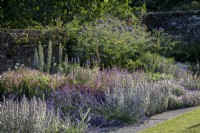 Deep, tiered,blue themed summer borders showing height of Cardoons, Stachys byzantina and Lavender
