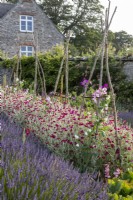 Bee friendly walled garden with rows of Lavender and Lychnis coronaria, Rose Campion in mid summer, Hazel wigwam plant supports
