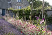 Bee friendly walled garden with rows of Lavender and Lychnis coronaria, Rose Campion in mid summer, Hazel wigwam plant supports
