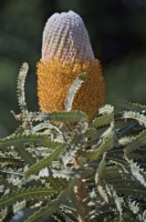 Banksia prionotes - dwarf form - Orange or Acorn banksia