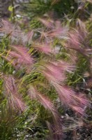 Muhlenbergia capillaris - Muhly grass
