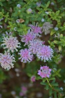 Pimelea ferruginea - Rice Flower