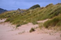 Ammophila arenaria - Marram grass is used to stabilise coast dunes - here at Dawlish Warren, Devon UK