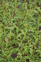 Knotgrass - Polygonum aviculare