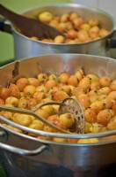 Making Crab Apple Jelly with Malus 'John Downie'