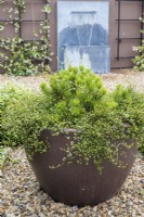 Large stoneware container with Pinus Mugo and Muehlenbeckia complexa with metal fountain in background