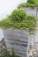 Tall wooden containers with small Buxus topiary and Muehlenbeckia complexa 