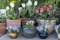 Pots planted with white Tulipa 'Diana', red Greigii tulips, Viola 'Sorbet Marina' and, in a copper kettle, Muscari 'Siberian Tiger'.