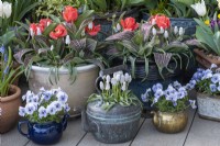 Pots planted with red Greigii tulips, Viola 'Sorbet Marina' and, in a copper kettle, Muscari 'Siberian Tiger'.