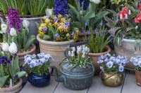 A copper kettle planted with white grape hyacinths, Muscari 'Siberian Tiger', flanked by teapots of Viola 'Sorbet Marina'.