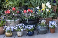 A copper kettle planted with Muscari 'Siberian Tiger', flanked by teapots of Viola 'Sorbet Marina'. Behind, red Greigii tulips mixed with white grape hyacinths.
