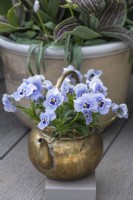 A brass teapot planted with Viola 'Sorbet Marina'.