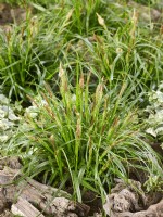 Carex morrowii, spring April