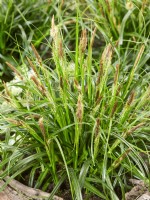 Carex morrowii, spring April