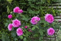 Trained on an obelisk, Rosa 'Gertrude Jekyll', a very fragrant David Austin rose bred in 1986, one of the first to flower each season.