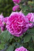 Rosa 'Gertrude Jekyll', a very fragrant David Austin rose bred in 1986, one of the first to flower each season.