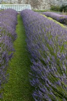 Bee-friendly garden with rows of Lavender in mid summer