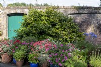 Grouping of containers with Geraniums, Aeoniums and Agapanthus in sunny spot near sheltered wall