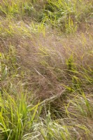 Eragrostis spectabilis, summer August