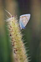 Common Blue Butterfly - Polyommatus icarus resting on a grass - Pennisetum macrourum
