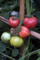 Solanum lycopersicum Dr Carolyn Pink tomato