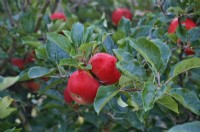 Early Apple - Malus 'Discovery'