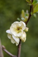 Chaenomeles x superba, Japanese or flowering quince, a thorny, deciduous, wide-spreading shrub with clusters of pretty flowers in spring.