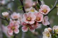 Chaenomeles speciosa 'Madam Butterfly', Japanese quince, a thorny, deciduous, wide-spreading shrub with clusters of pretty flowers in spring.