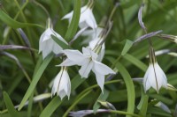 Ipheion 'Alberto Castillo', star flower, a small bulb flowering in late winter with foliage that smells of onions.