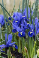 Iris reticulata 'Harmony', a miniature iris flowering from midwinter to spring.